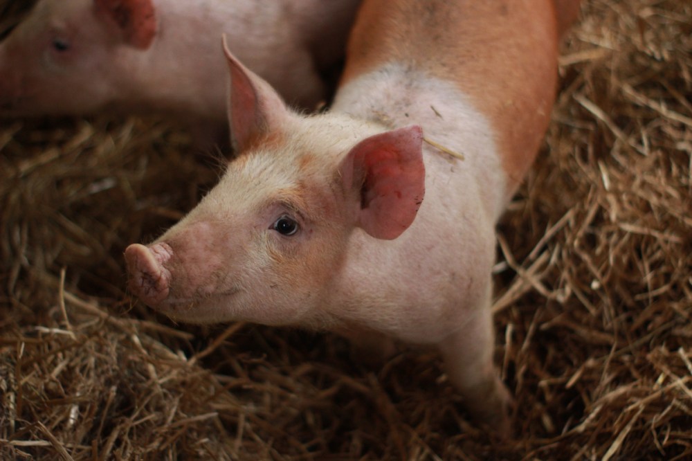 Little pig on a bed of straw looking up at the camera