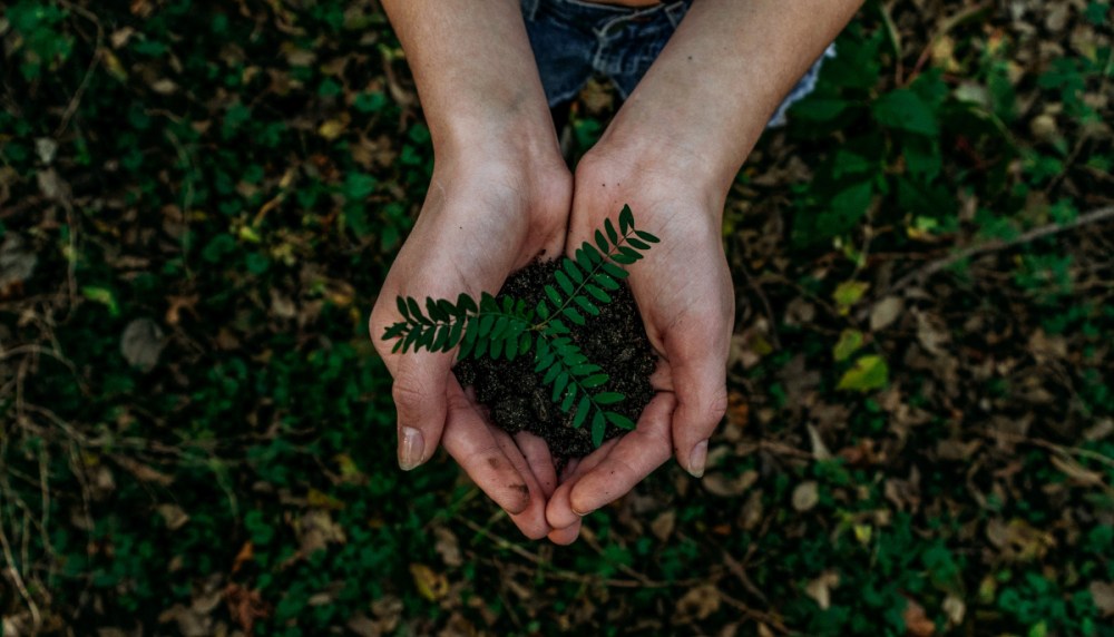 Person holding fragile green plant and earth in their hands