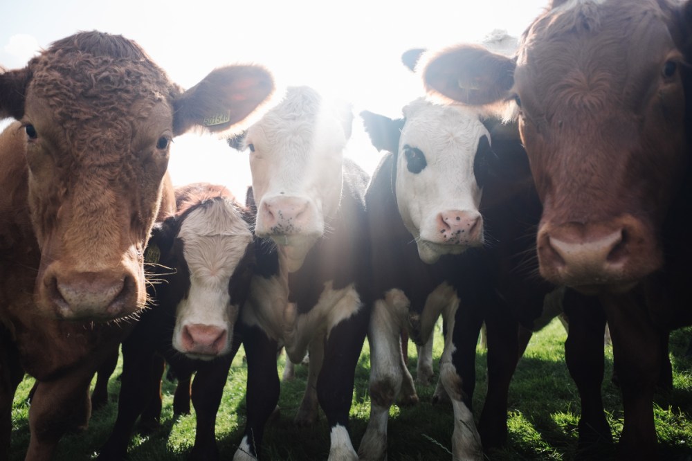 Cows in a field staring into the camera lens