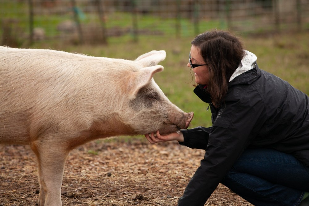 Woman scratching a pig under its chin