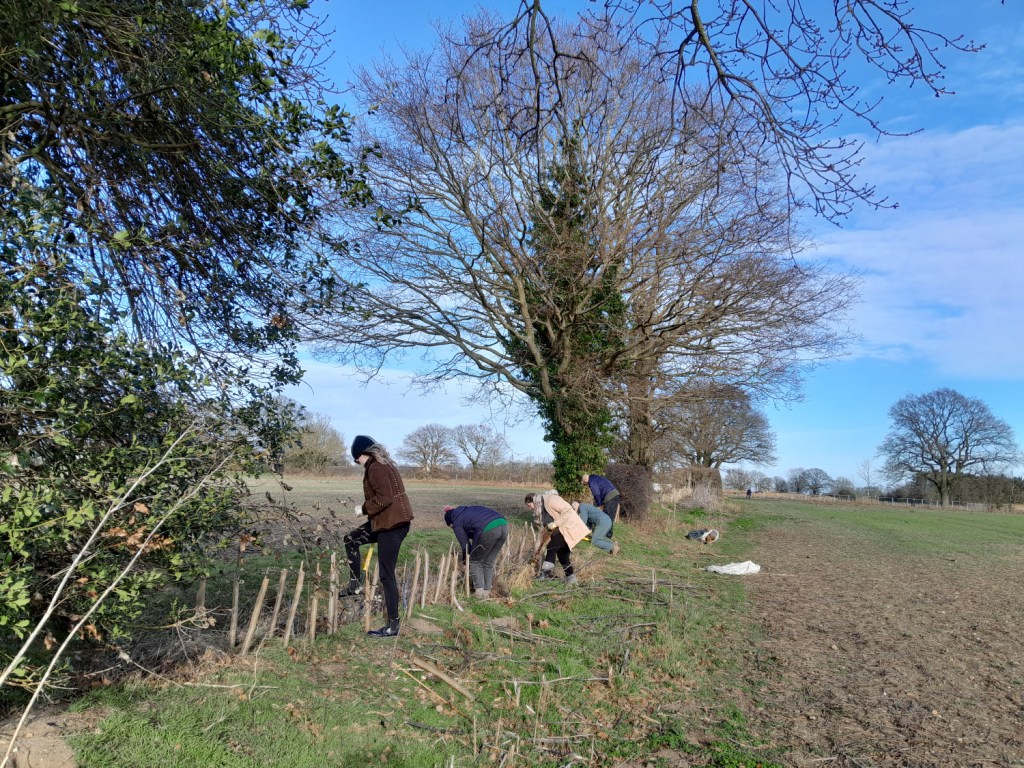 A handful of people planting trees along the hedgerow
